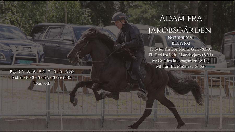 Adam hingstekatalog.jpg