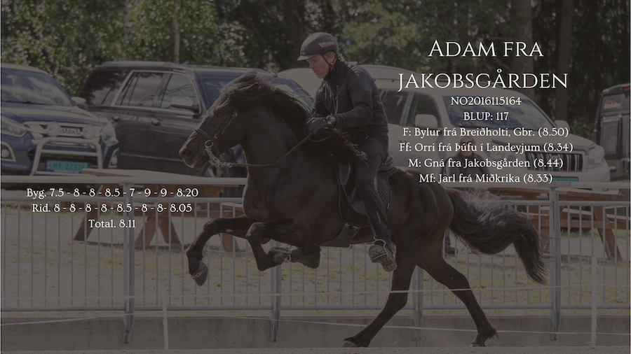 Adam hingstekatalog 2026 oppdatert