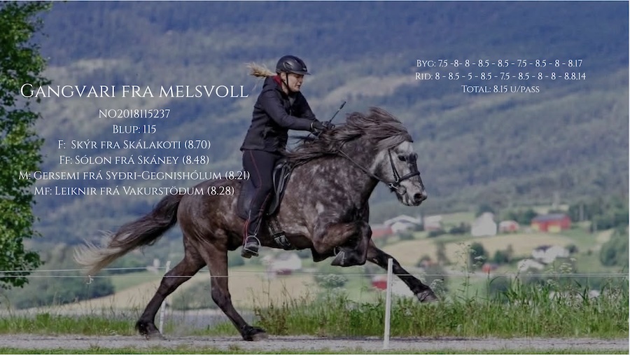 Gangvari hingsteplakat