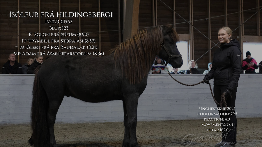 Isolfur hingstekatalog