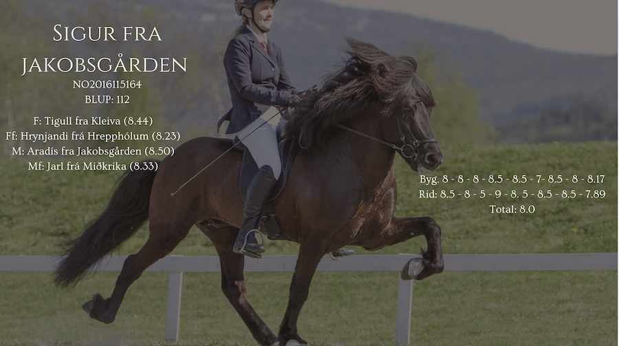 Sigur hingstekatalog.jpg