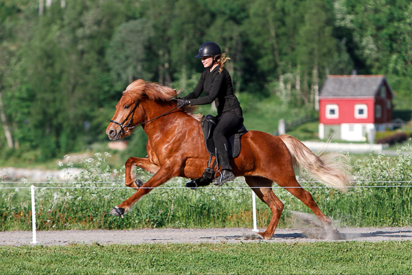 Drangey gallop