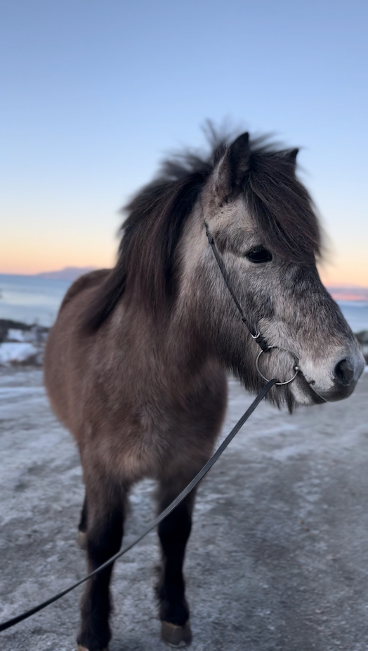 Oppstillingsbilde Brandur
